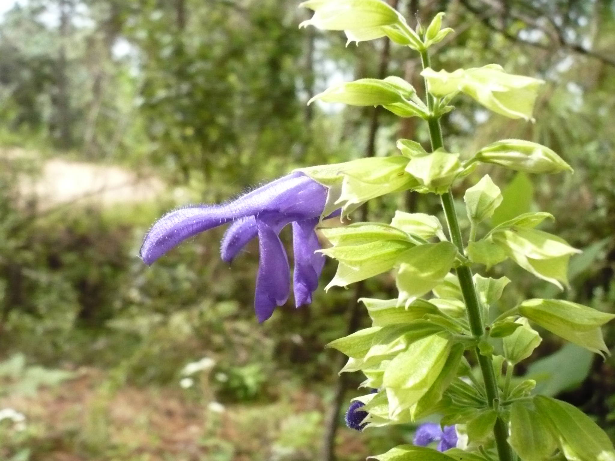 Salvia mexicana